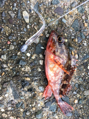 久美浜ガシリング