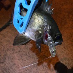 アジを求めて御所浦釣行②