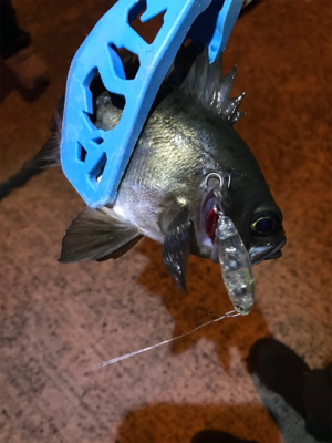 アジを求めて御所浦釣行②