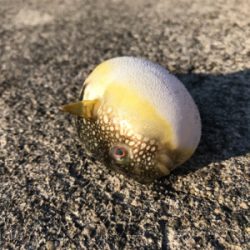 ライトに遊ぶ。