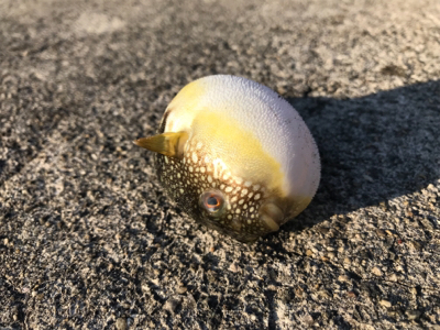 ライトに遊ぶ。