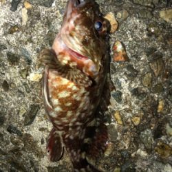 ガシラしかいない