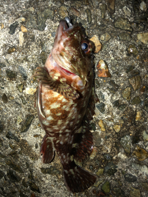 ガシラしかいない