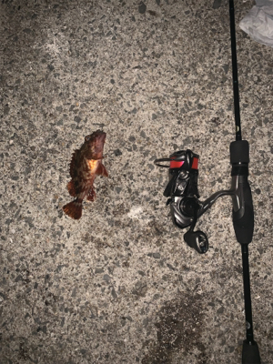 エステルライン