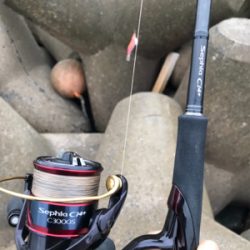 アオリイカ釣果！