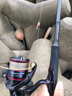 アオリイカ釣果！