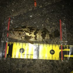 久しぶりの魚(^^)