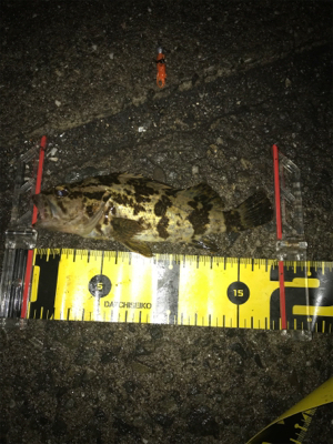 久しぶりの魚(^^)