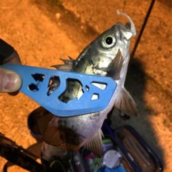 アジング求めて御所浦釣行