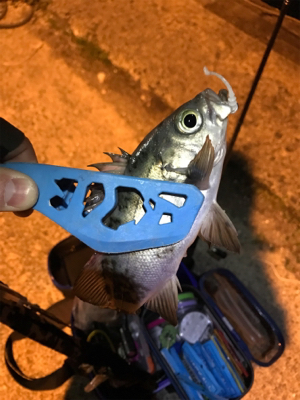 アジング求めて御所浦釣行