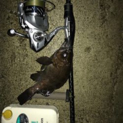 雨後の高活性！