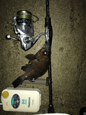 雨後の高活性！