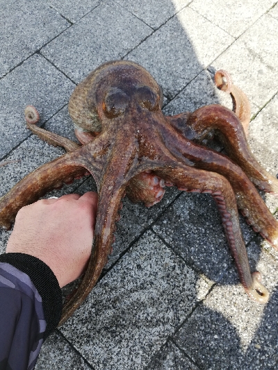 今年初オクトパッシング。