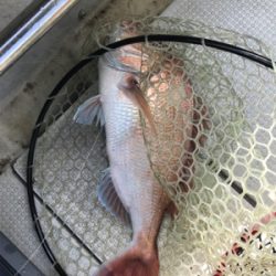 小豆島  鯛サビキ