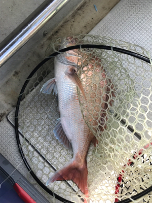 小豆島  鯛サビキ