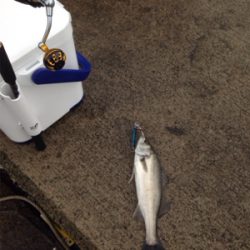 シーバスのナブラ発生で‼︎