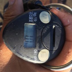 柏島のダイソージグ釣果