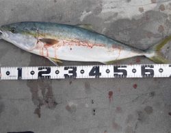 またしてもブリには