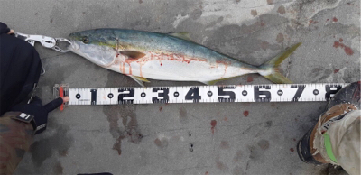 またしてもブリには