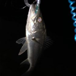 バチ抜け本格化？