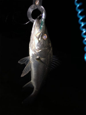 バチ抜け本格化？