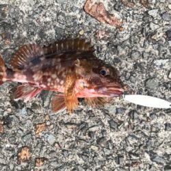 アジを求めて御所浦釣行④