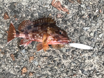 アジを求めて御所浦釣行④