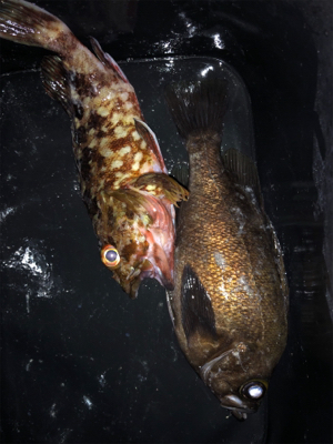 満月メバルプラッキング