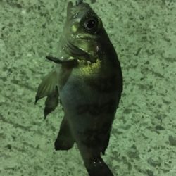 マイクロメバル