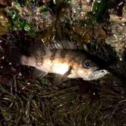 タフコンディション攻略するも?