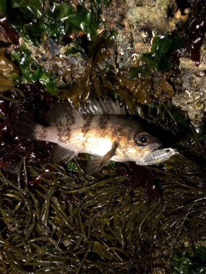 タフコンディション攻略するも?