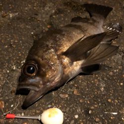 今夜はワームの日?