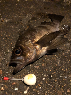 今夜はワームの日？