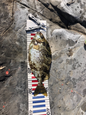 太地町でふかせ釣り