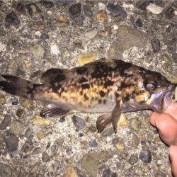 相変わらず小さい ( ˘ω˘ )