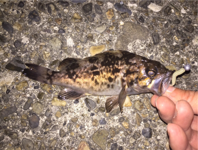 相変わらず小さい ( ˘ω˘ )