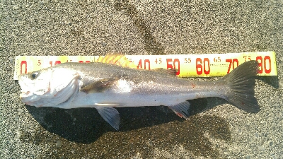 港内サッパ泳がせ釣り