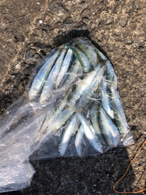 青物を求めてまたまた加太へ