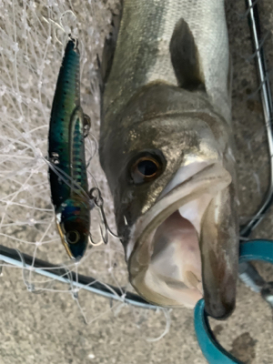 60アップ久しぶりだ━(ﾟ∀ﾟ)━!!