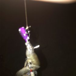 安定のタッチポン 陸