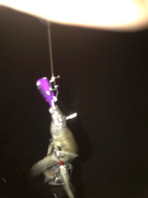 安定のタッチポン 陸