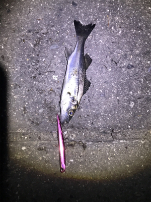 大潮じゃないのにバチ抜けに