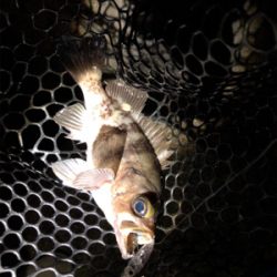 メバリング釣行