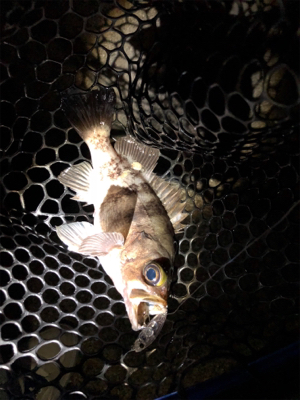 メバリング釣行