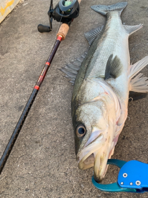 筋肉モリモリ٩( 'ω'…