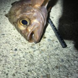 リベンジ淡路島