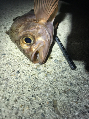 リベンジ淡路島