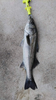 エビ撒きでチヌさんゲット