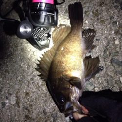 りんくうメバル