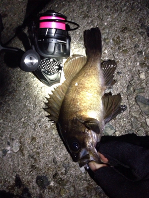 りんくうメバル